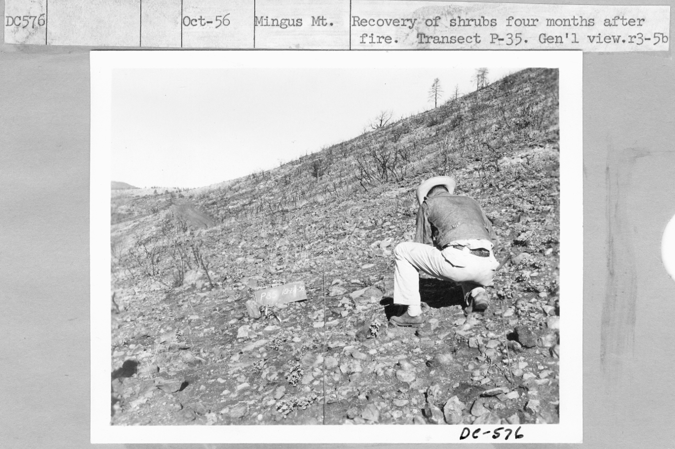recovery of shrubs four months after fire