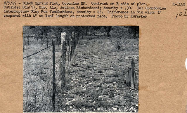 Black Springs plot, grazing damage