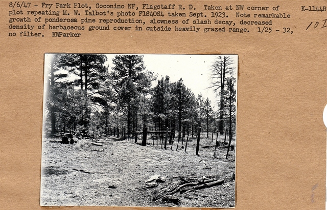 Fry park plot, repeat photo