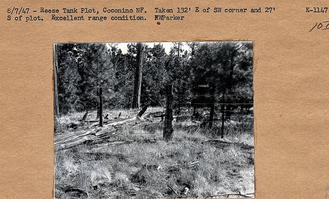Rees Tank Plot