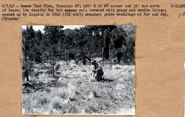 Rees Tank Plot