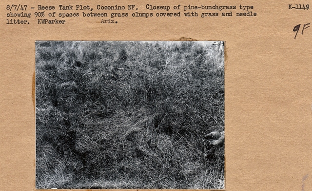 Rees Tank plot, close-up of grasses