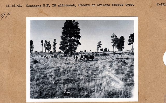 steers on AZ fescue type