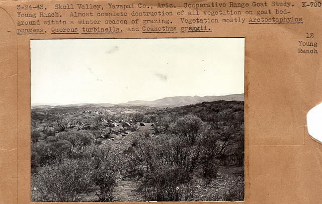 Skull Valley coooperative range goat study