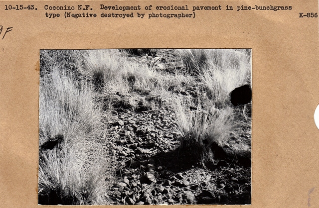 erosion in pine-bunchgrass type