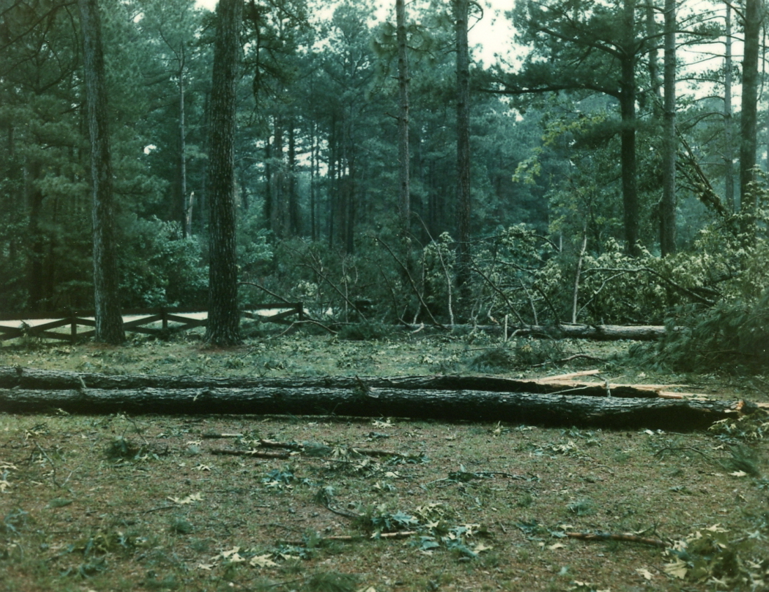 Large pines damaged by tornado that struck the Crossett Experimental Forest headquarters area in 1980.