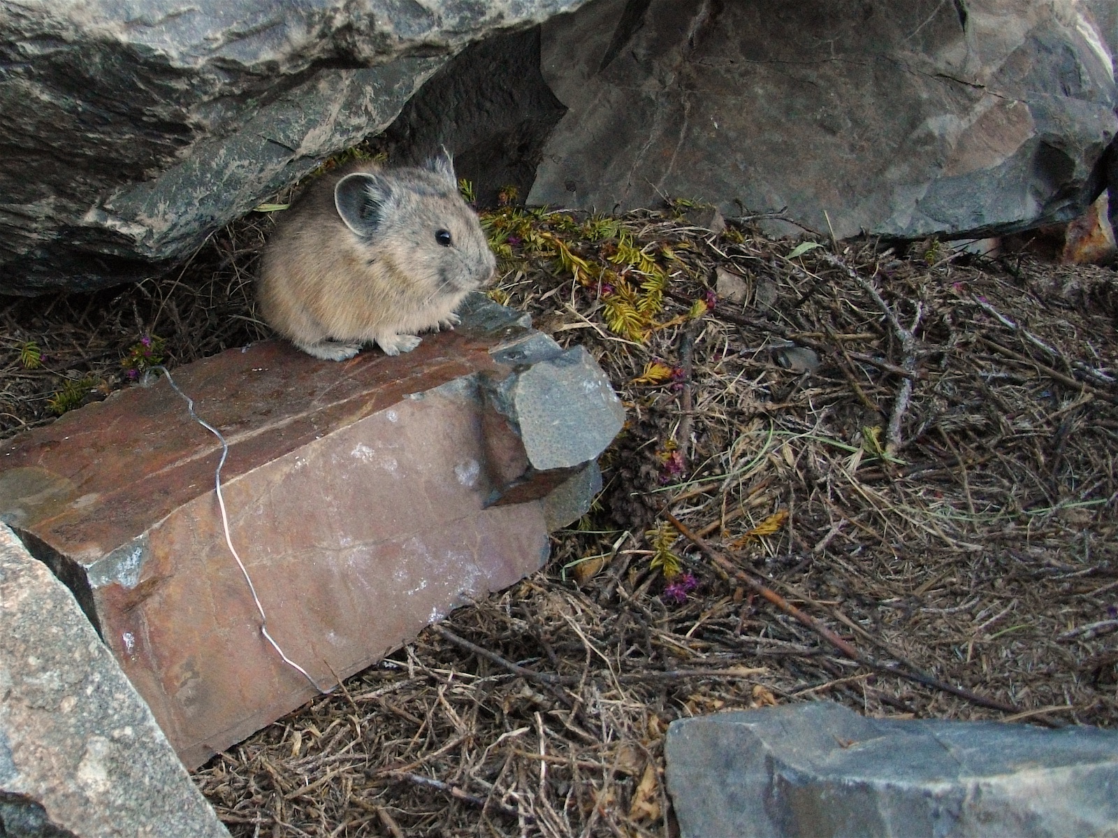 American pika