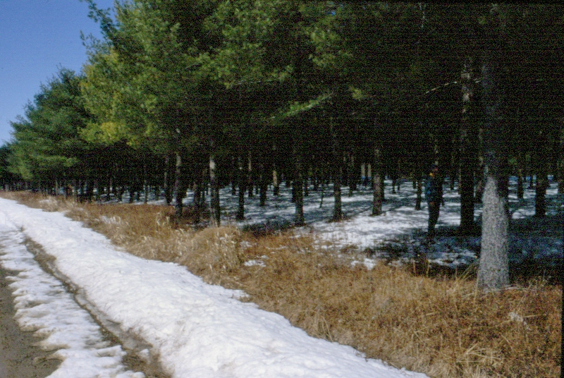 Young eastern white pine provenance test, in EP1 in the 1980s