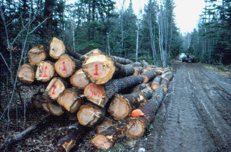 Eastern white pine from commercial clearcut stacked along the road in MU22,  December 1988