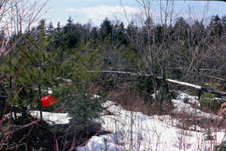 Regeneration three years after final overstory removal in uniform shelterwood, in MU23 in 1975