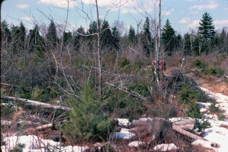 Regeneration three years after final overstory removal in uniform shelterwood, person with snow machine, in MU23 in 1975