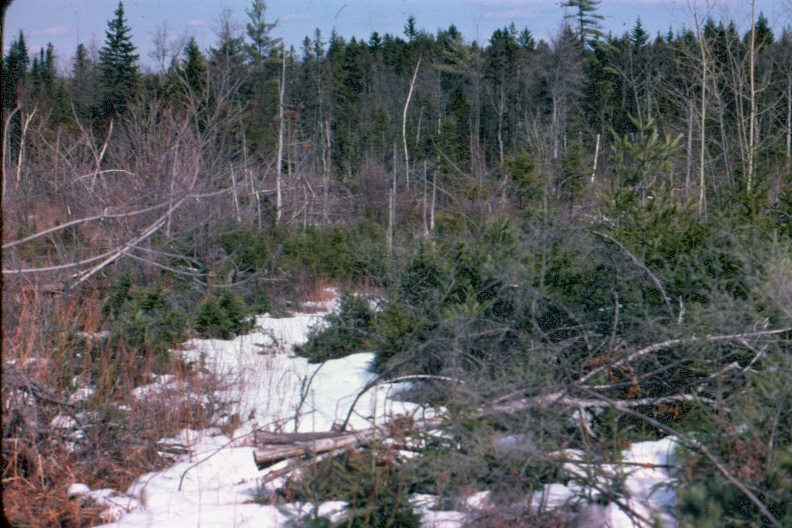 Regeneration three years after final overstory removal in uniform shelterwood, in MU23 in 1975