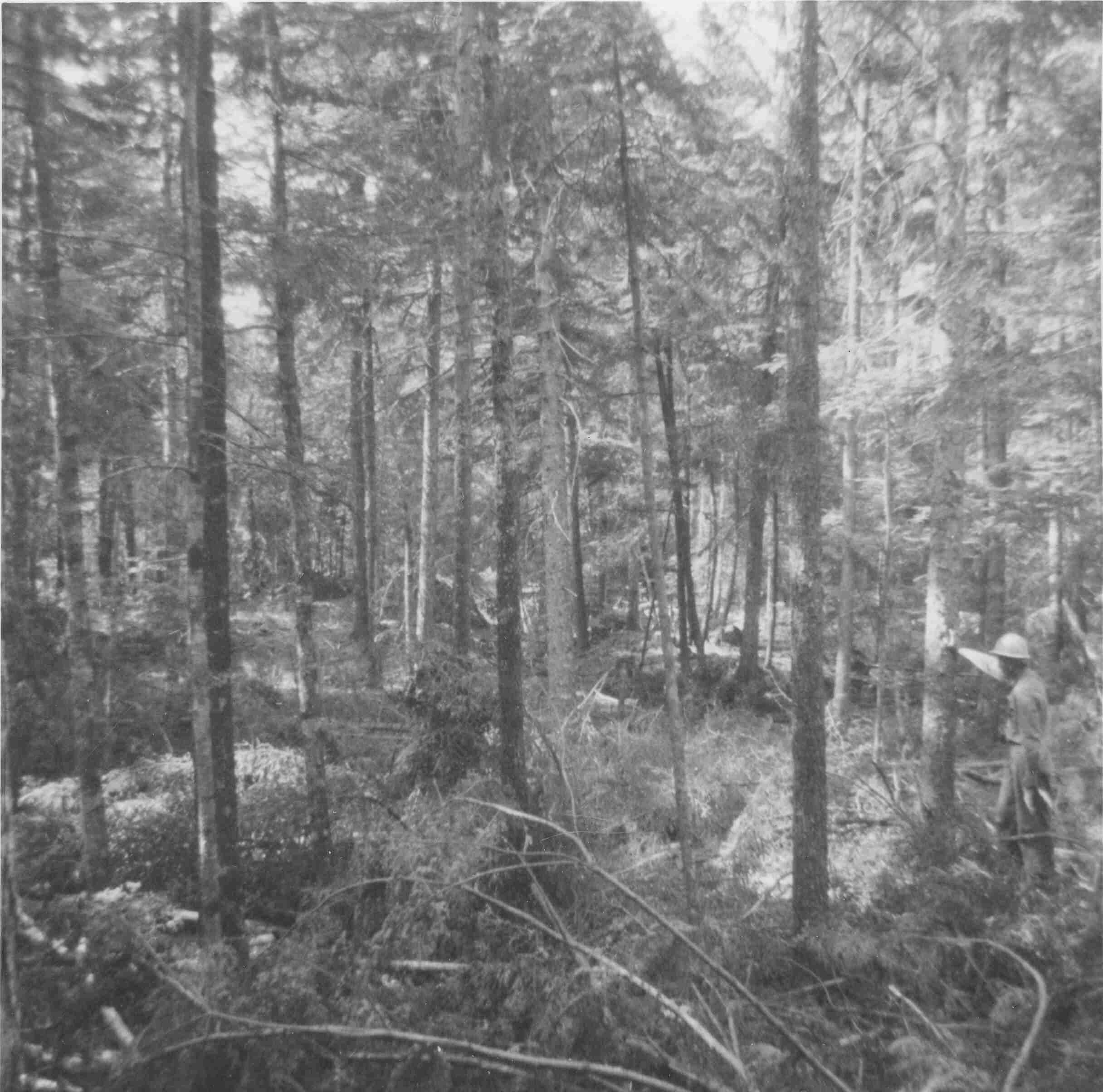 Uniform shelterwood with three-stage overstory removal, photo taken before cut was completed, in MU29 on July 23 1968