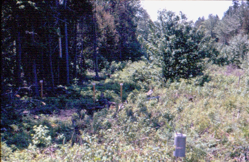Edge of a regenerating strip clearcut in MU33 in the 1960s