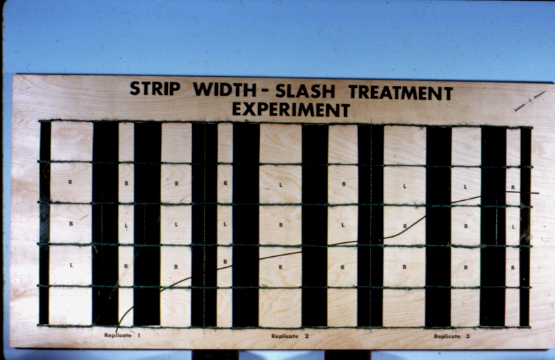 Board displaying the strip width - slash disposal treatment layout of an experiment, in the Biomass Harvesting Study