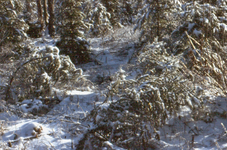 Ice storm damage to spruce and balsam fir, in Study 58 in January 1979