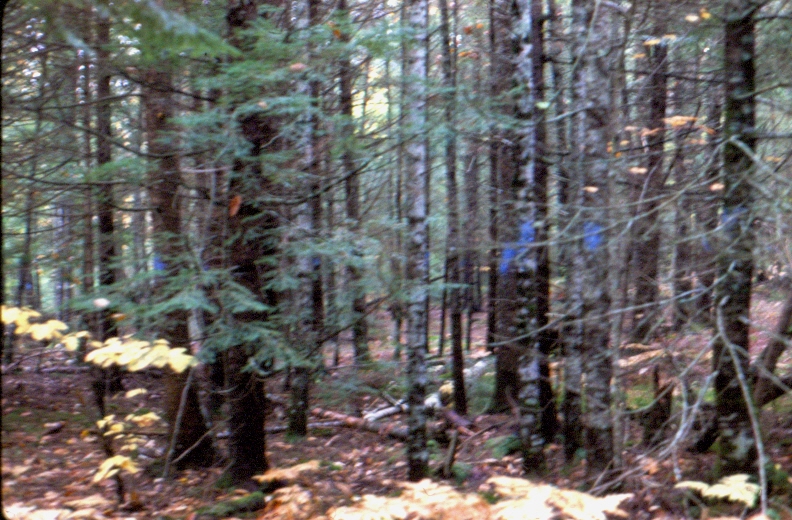 Marking to remove competition and release spruce in a selection cut, in MU91 in October 1979