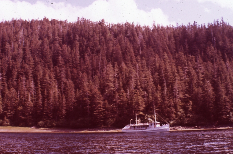 Forested shoreline with boat anchored