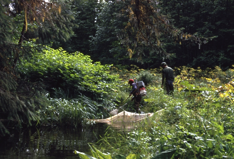 ELECTROFISHING Bloom and Hoffman; Probably Kadashan river