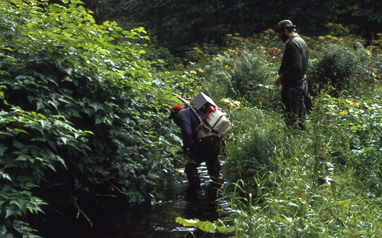 ELECTROFISHING Bloom and Hoffman; Probably Kadashan river