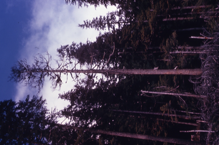 Dwarf mistletoe/ west. Hem Saginaw Bay Kuiu Is.