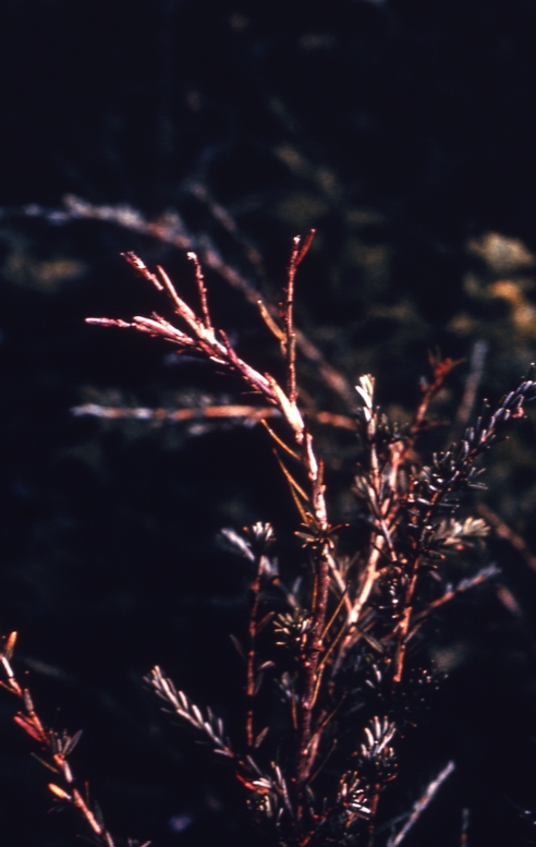 Dieback on w.h. (? Siroccus strobilinus)
