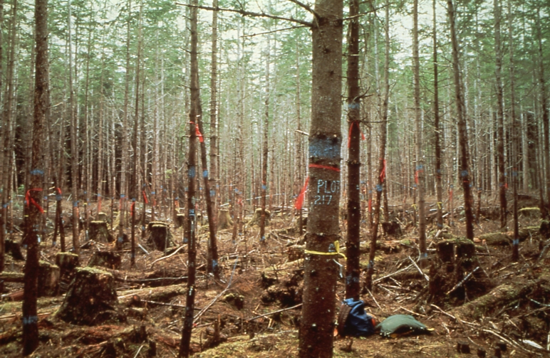 Plot 217 Agate Beach 46 yrs after cutting 4/79; Agate beach