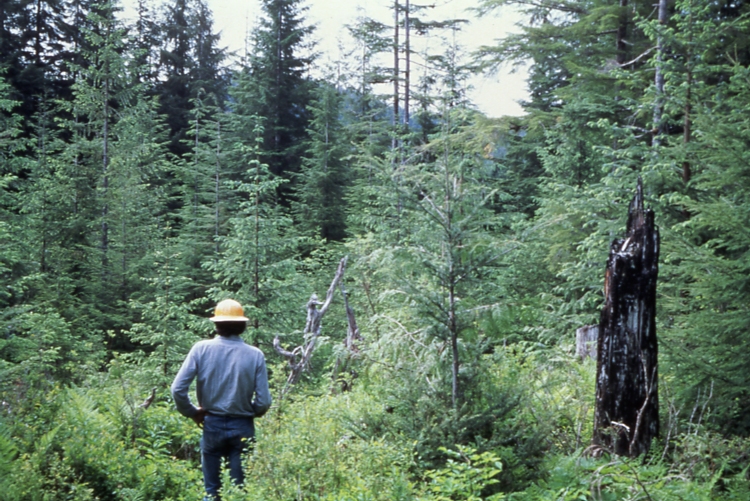Kina cove burn June 1981