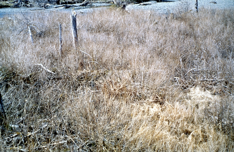 Regen problem site salmonberry brush near Maybeso creek 4/26/62