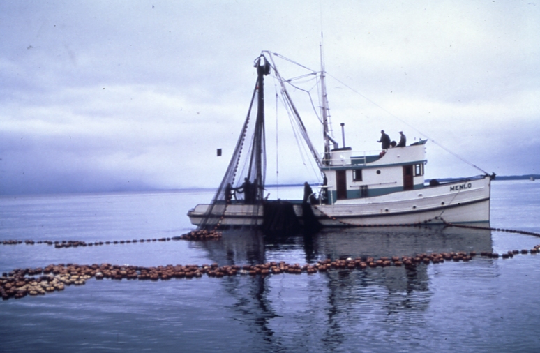 Purse seining in icy strait