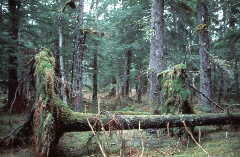 Blowdown Pavlof River 1970