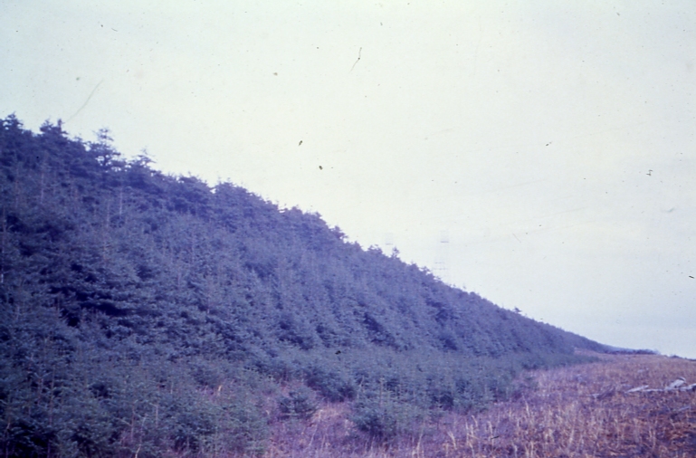 Yakutat beach fringe NW 57
