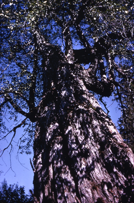 Looking up at large tree (cottonwood)