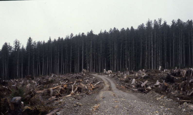 Chuck Cr Heceta Is looking east 5/81