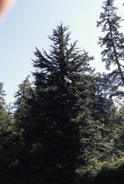 Mountain hemlock south of Wrangell 5/81