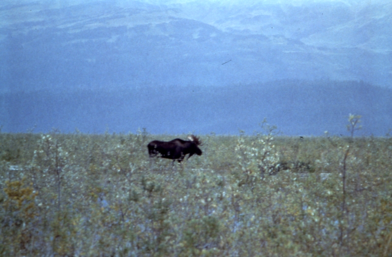 Moose