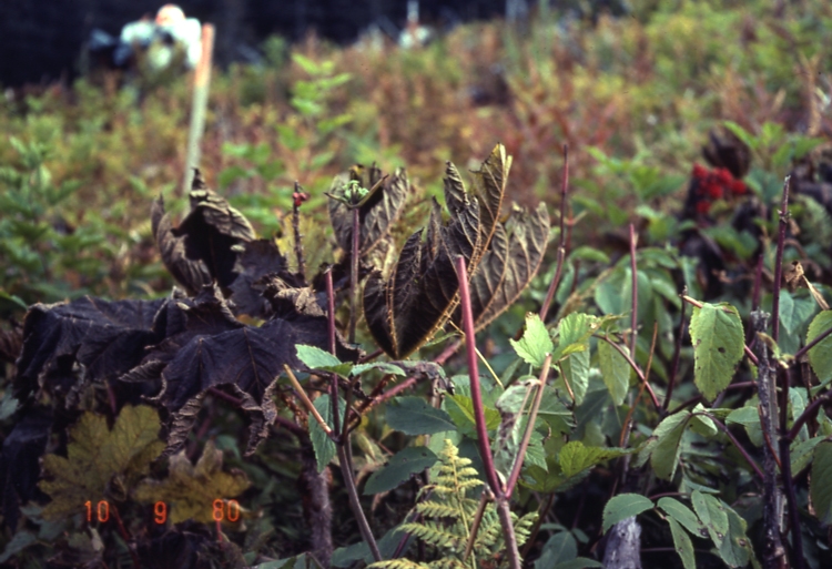 Unit 25 Devils club frosted back elderberry browsed Sept 10 1980