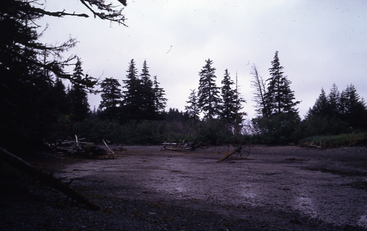 Army Sale Area old log storage site Afognak Danger Bay 7/24/74