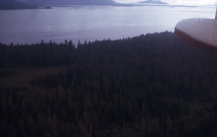 Whale Island Young growth after beetle kill 7/25/75