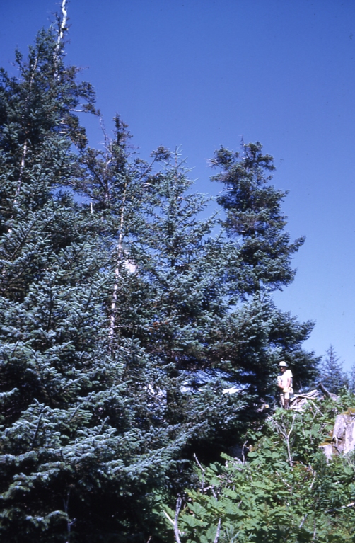 Danger Bay Afognak tree no. C-7