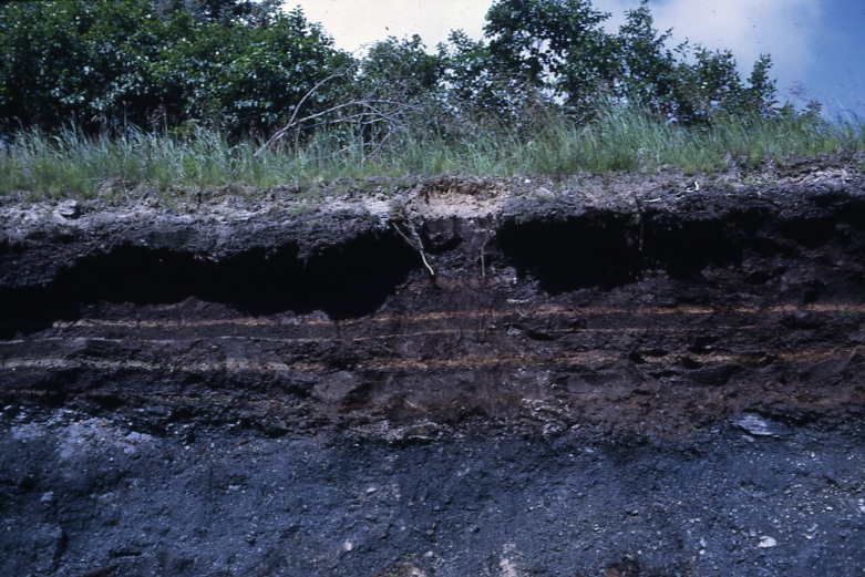 Ash layers in bog on Kodiak