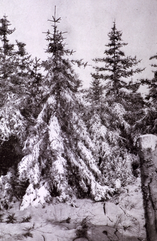 Spruce covered with ash Alaska peninsula?