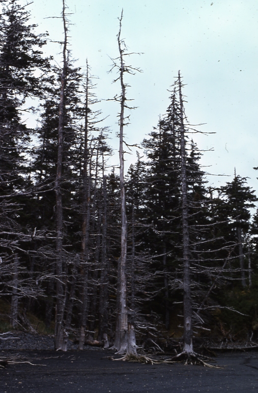 Danger Bay ; dead trees from earthquake subsidence?