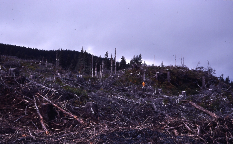 Person in large clearcut