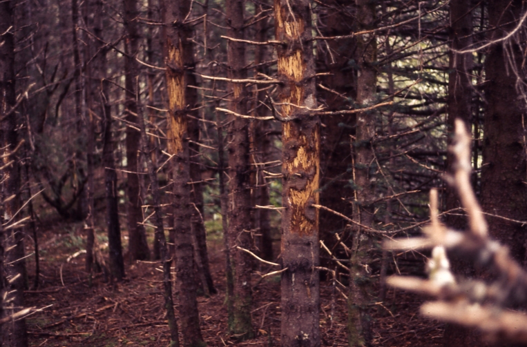 Young spruce stand showing Elk damage Proposed Paramanoff Bay Nat Area