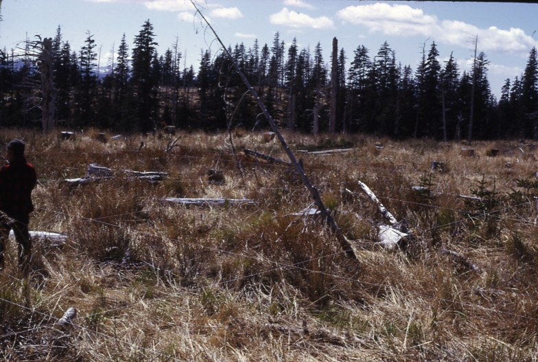 Afognak herbicide plot valley sale 6/9/73