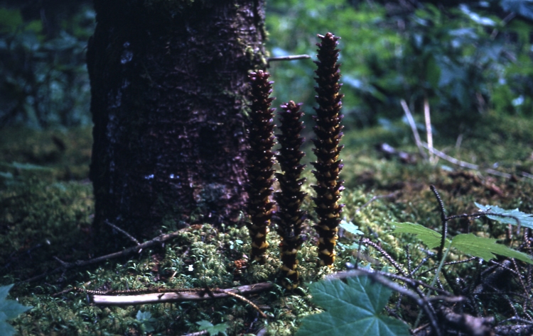 Afognak Is; Ground cones Boschnakia