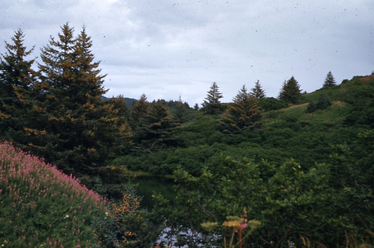 Sitka Spruce & Cone crop Antone Larson Bay southern limit of tree growth 8/14/53 Prop Al. For Res center