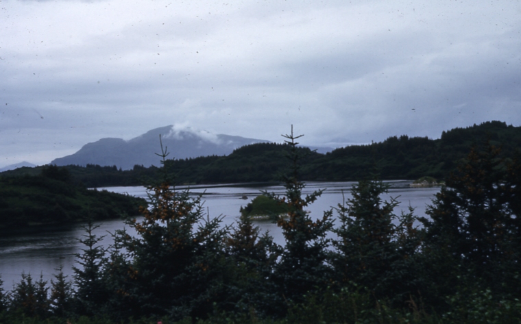 Sitka Spruce Cone crop Antone Larson Bay Kodiak Island