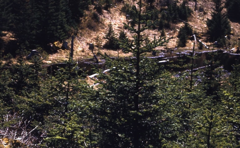 Afognak 6/12/73 Fertilizer plot DB #6 Danger Bay